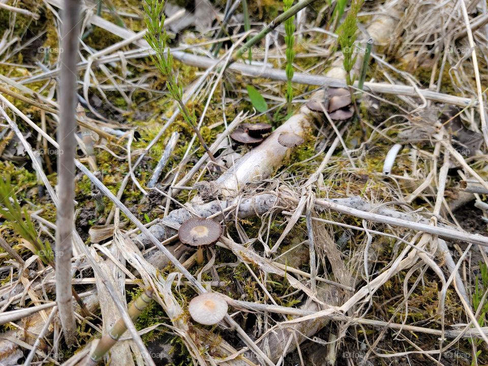 Little Pond Mushrooms