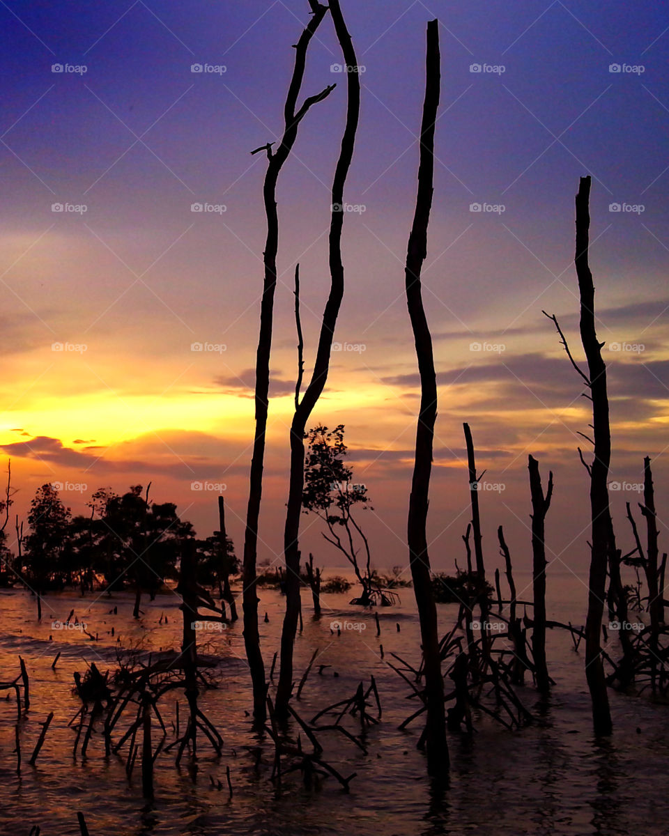 Golden color, golden sunset, mangroves beach, dusk scenery at the beach, mangroves reflection