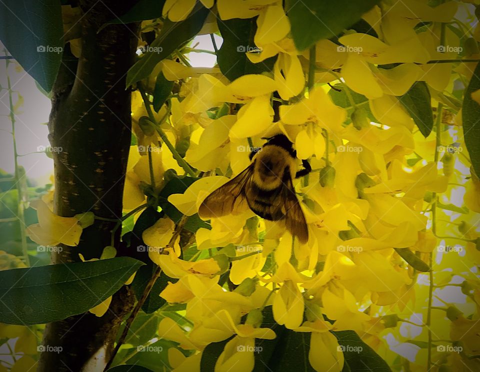 Bumblebee on yellow flowers