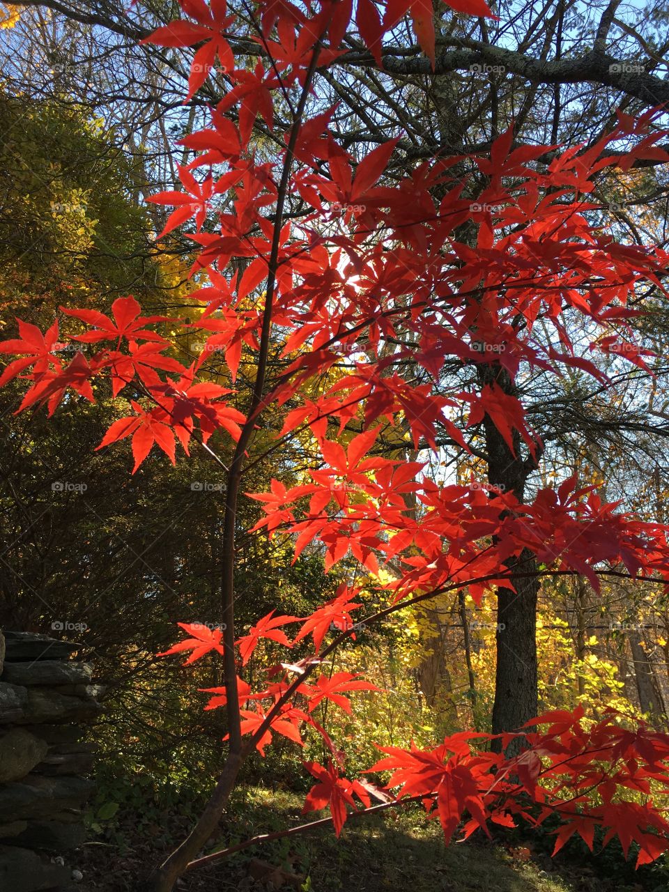 Japanese maple