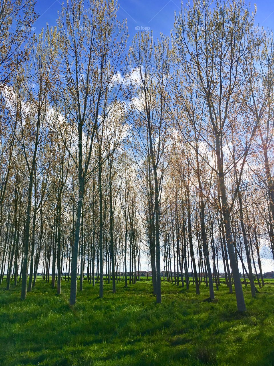 bucolic image of a poplar grove in spring in the Piedmont countryside