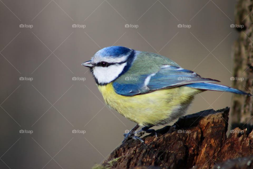 Blue tit close up!