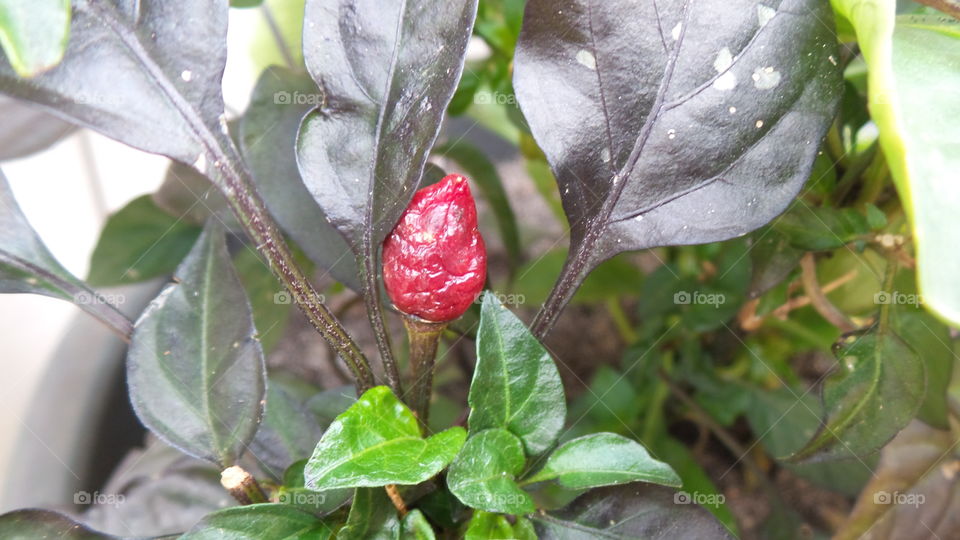 dried Chilli on the Bush