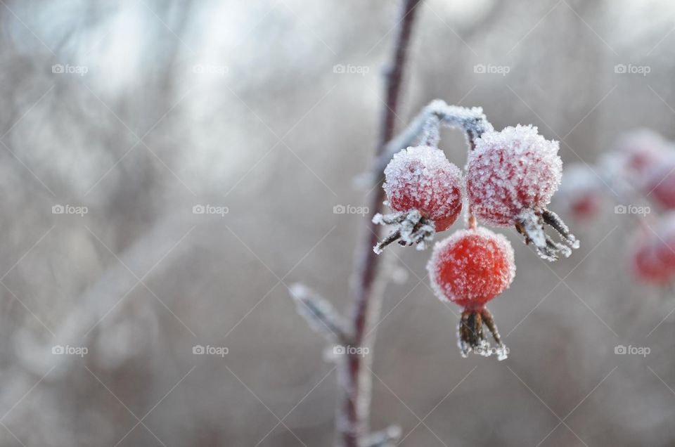 Frost berries 