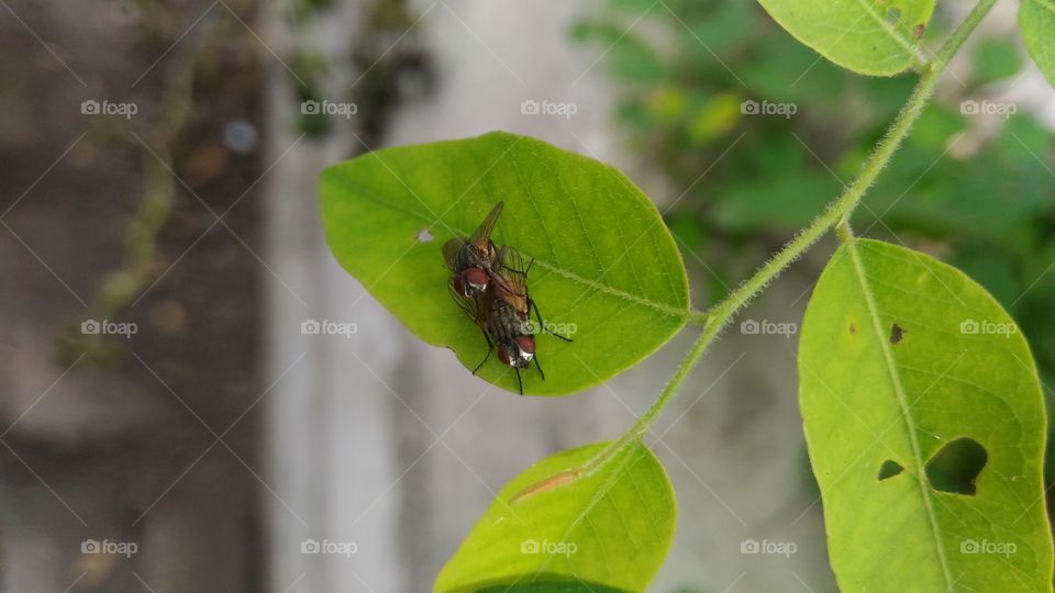 flies intercourse