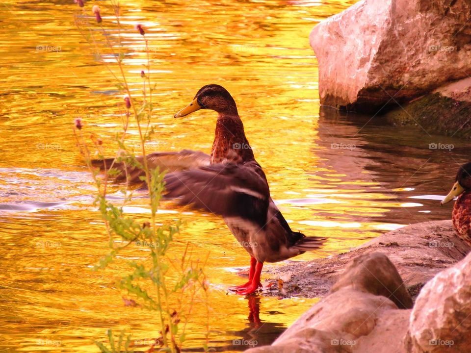 happy ducky