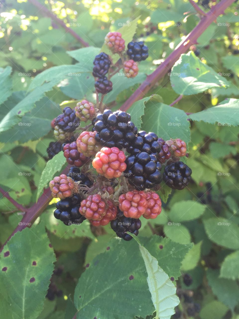 Blackberries 
