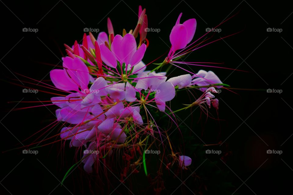 Color, Flower, Desktop, No Person, Nature