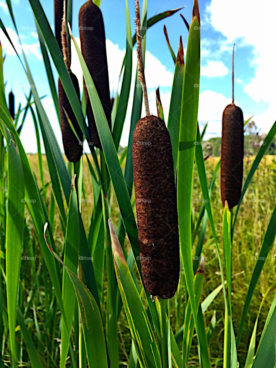 Cattail!