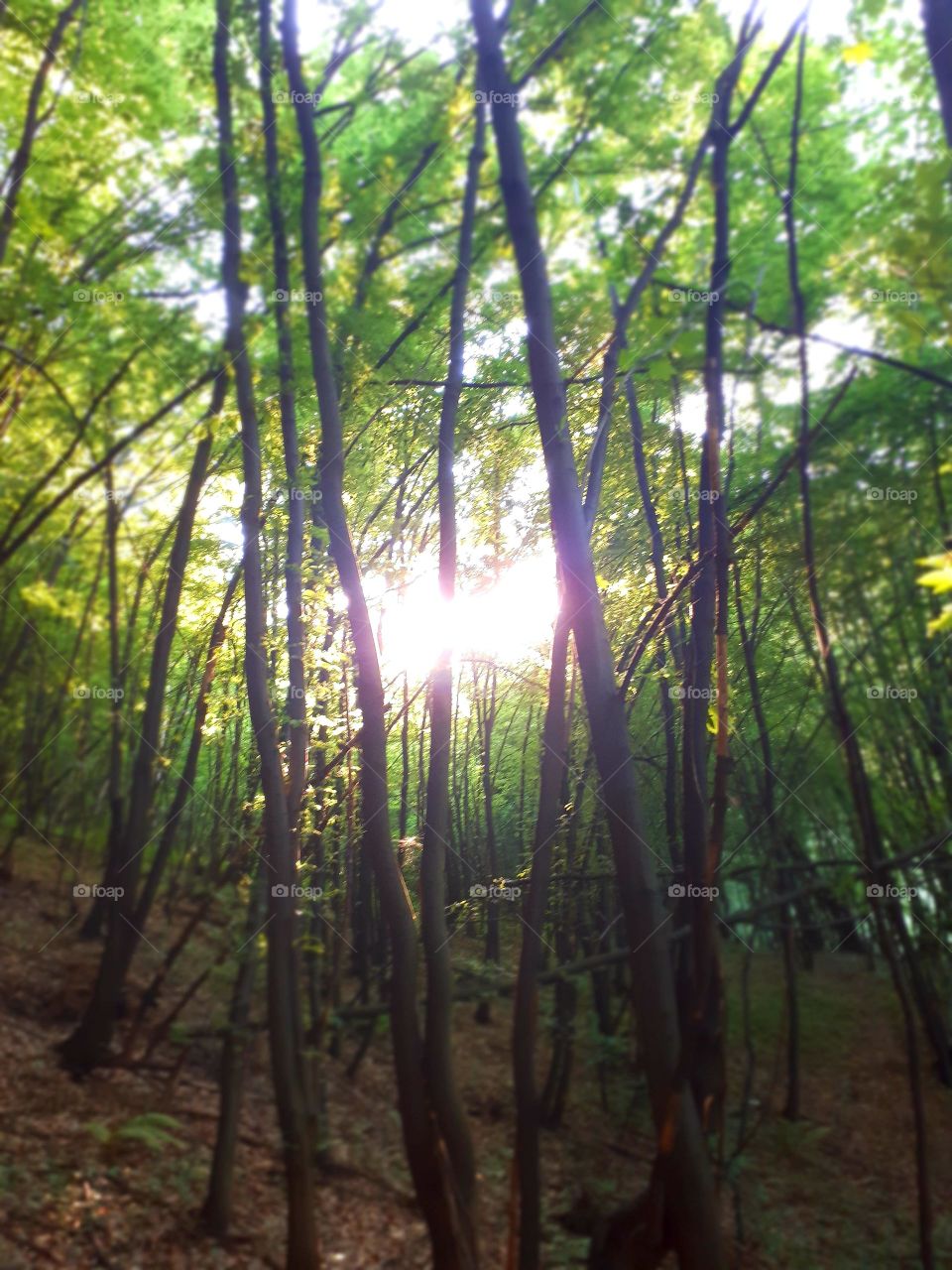 Sunset in the forest