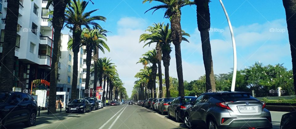 street palms