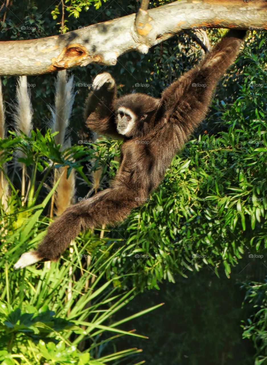 Swinging Ape
