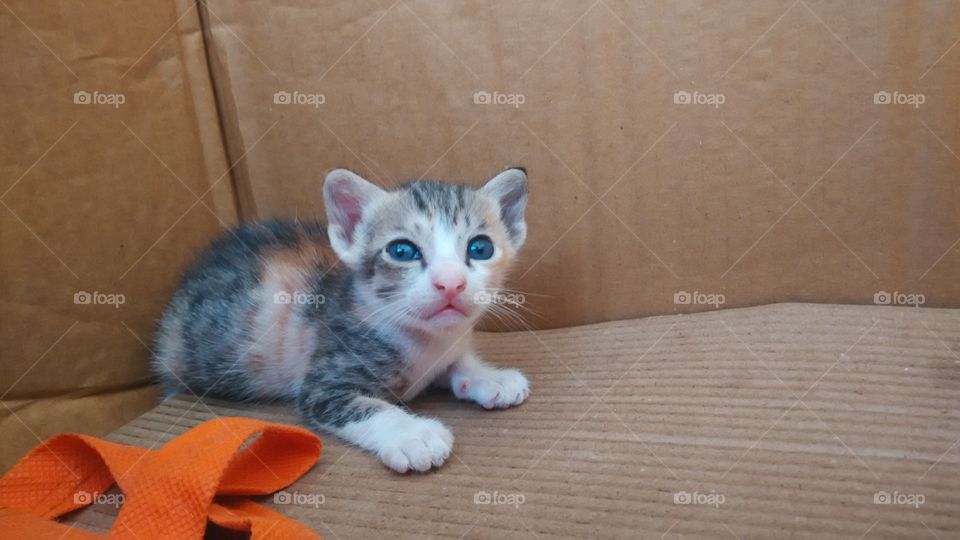cutesy innocent baby kitten
