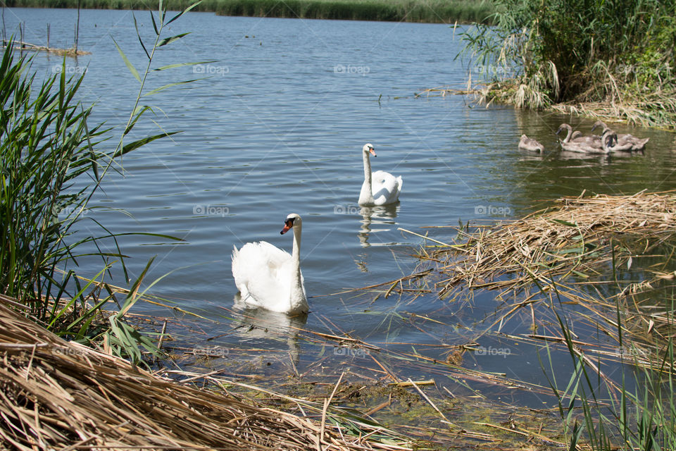 Swans and ducks on the lake