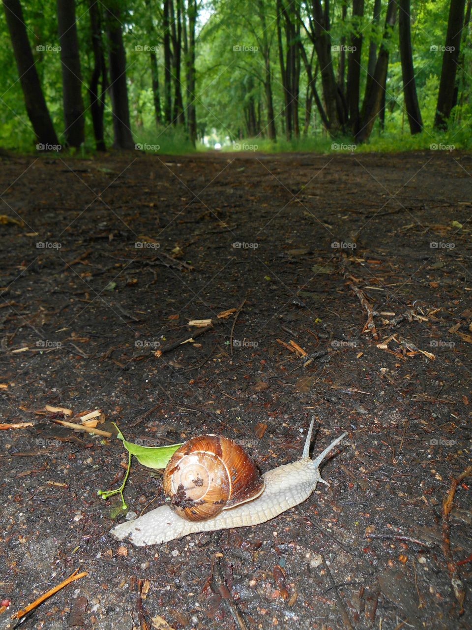 Leaf, Fall, Nature, Wood, No Person