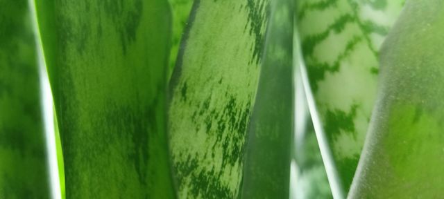 indoor flower, green color, plant, leaves, green leaf, houseplants,indoor flower, green color, plant, leaves, green leaf, indoor plants, light green, background, leaves, stems