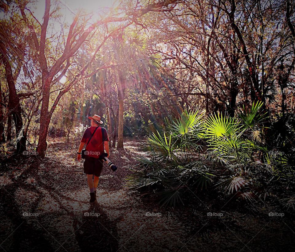 Photographer walking into the sunlit forest on a bright sunny day.