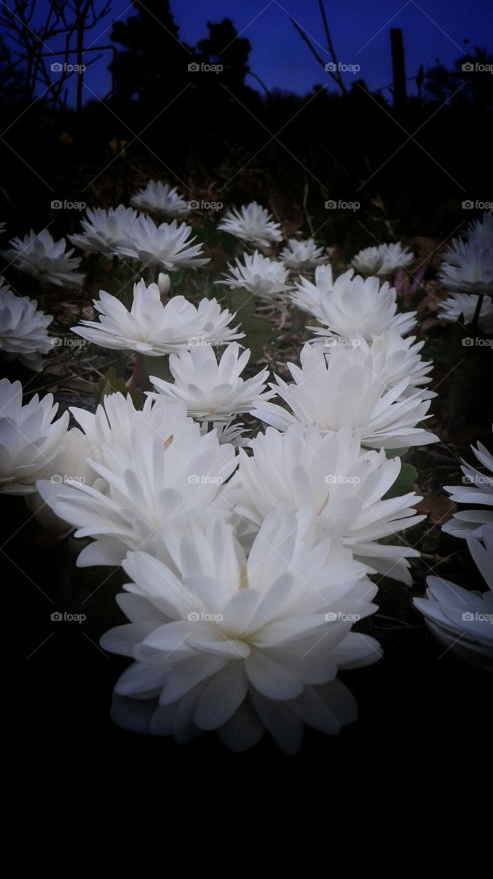 white flowers. peter korns garden