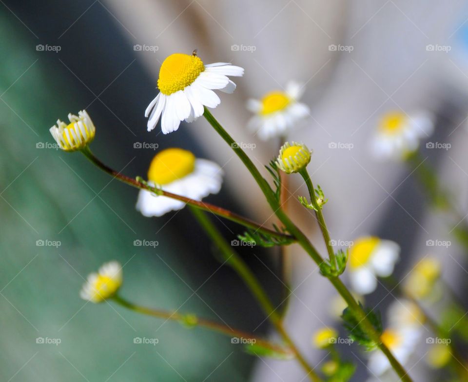 Chamomile Blossoms Brewing for My Tea
