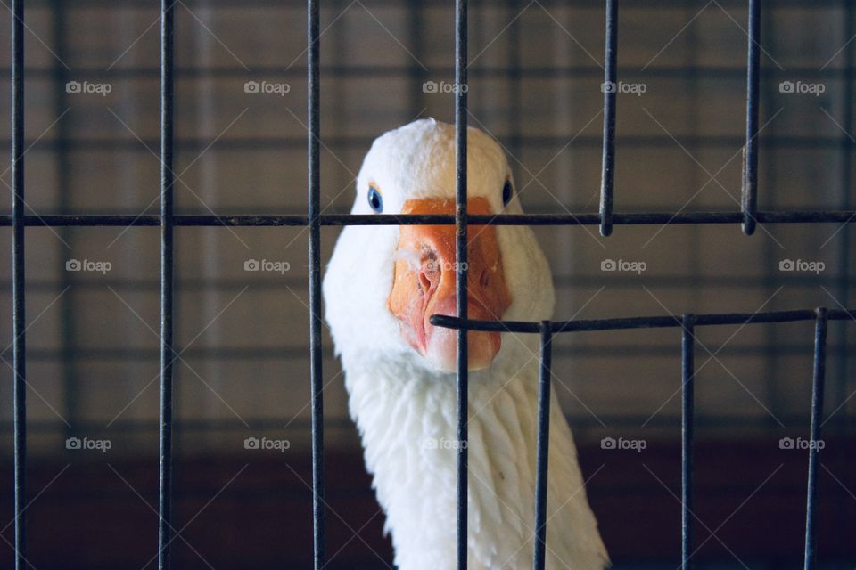 Shapes: Rectangle - A goose looking at the camera through a wire cage, rectangular-shaped openings and rectangular shadows from cage on the wall behind it