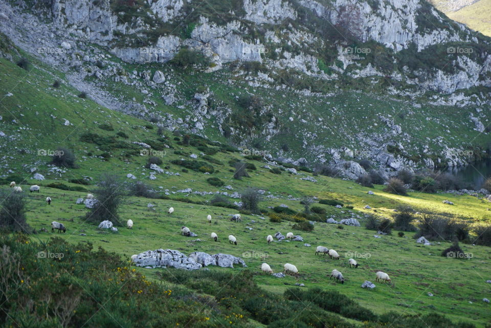 Nature#greengrass#vegetation#animals#rocks