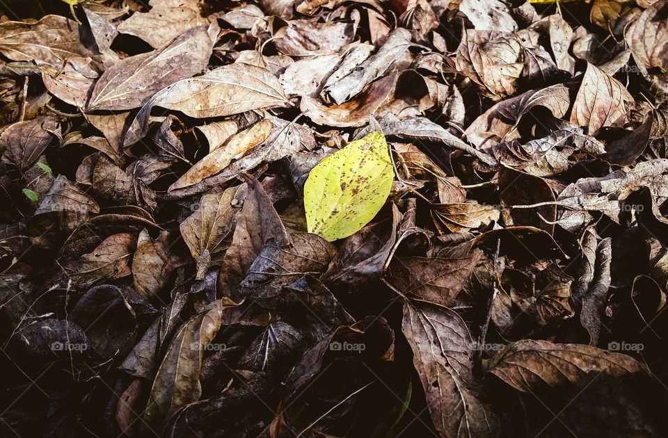 Yellow Leaf from my point of view