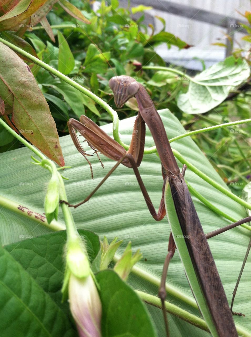 Praying mantis keeping tabs on me 