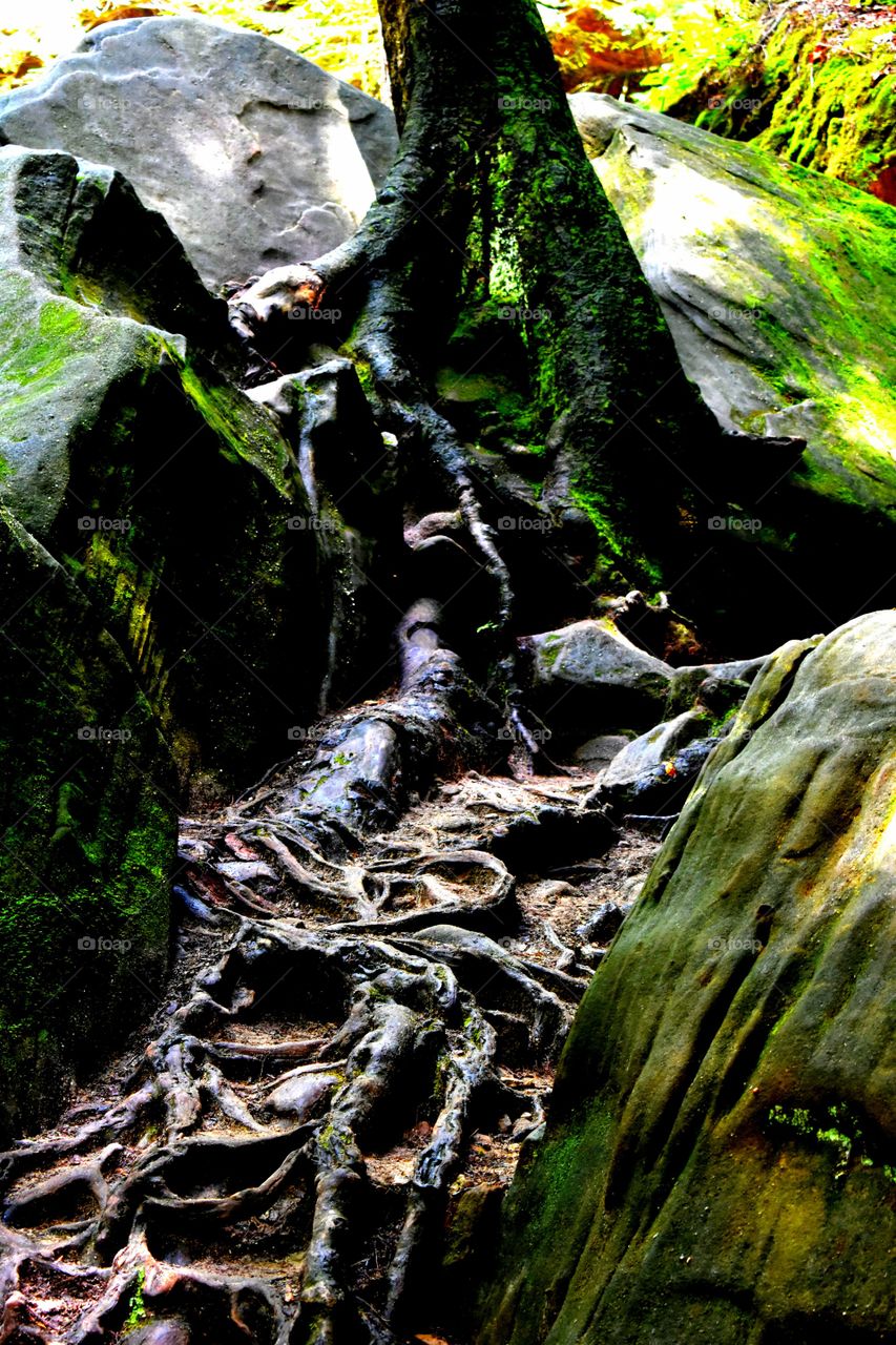Hocking Hills State Park Ohio USA trees Roots Forest rocks
