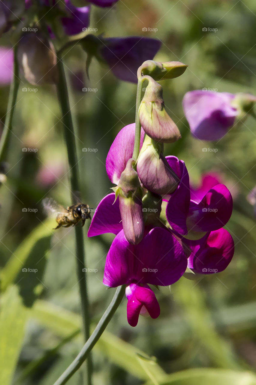 The flower and the bee