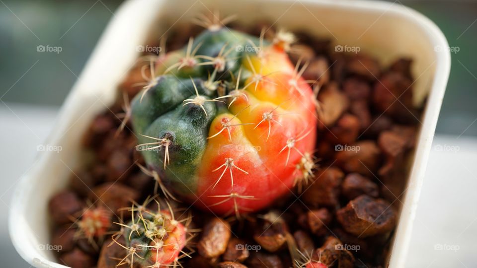 Gymnocalycium Damsii cactuss