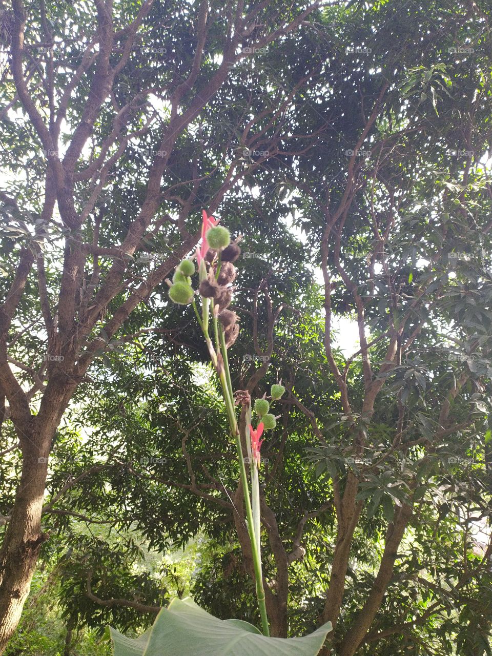 The umbrella of trees, beauty of nature