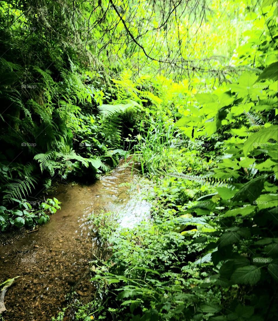 Stream behind our campsite at Seaside Thousand Trails Campground and RV Park. It was so beautiful and green here. 