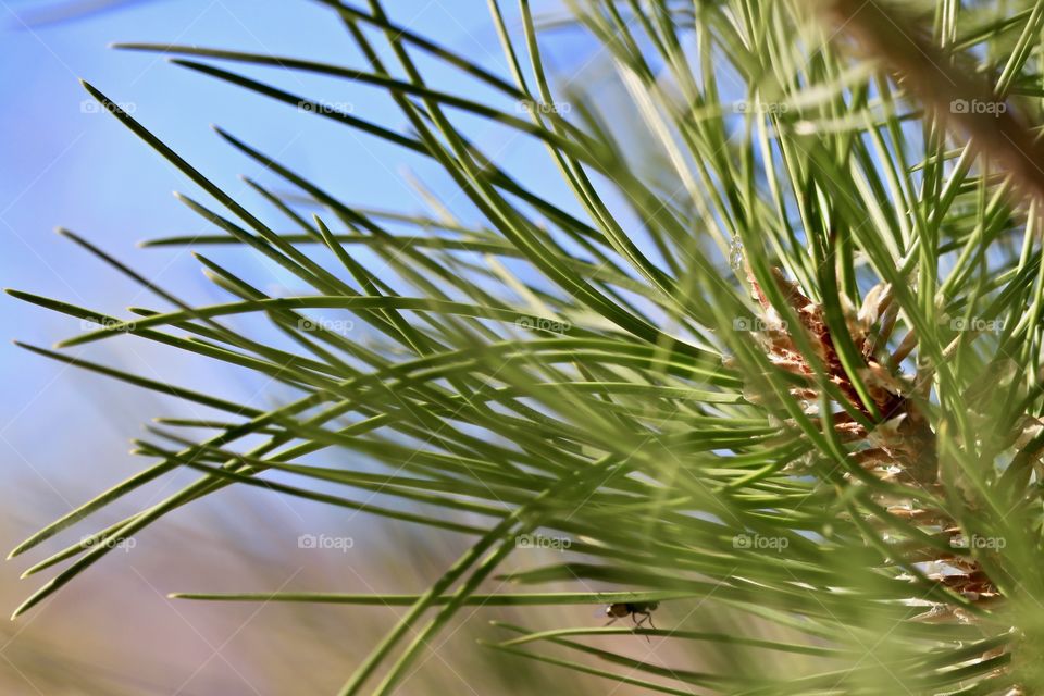 Pine needles against blue sky texture in nature