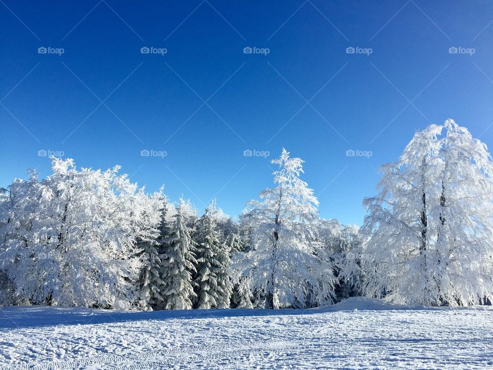 Forest covered in snow in winter