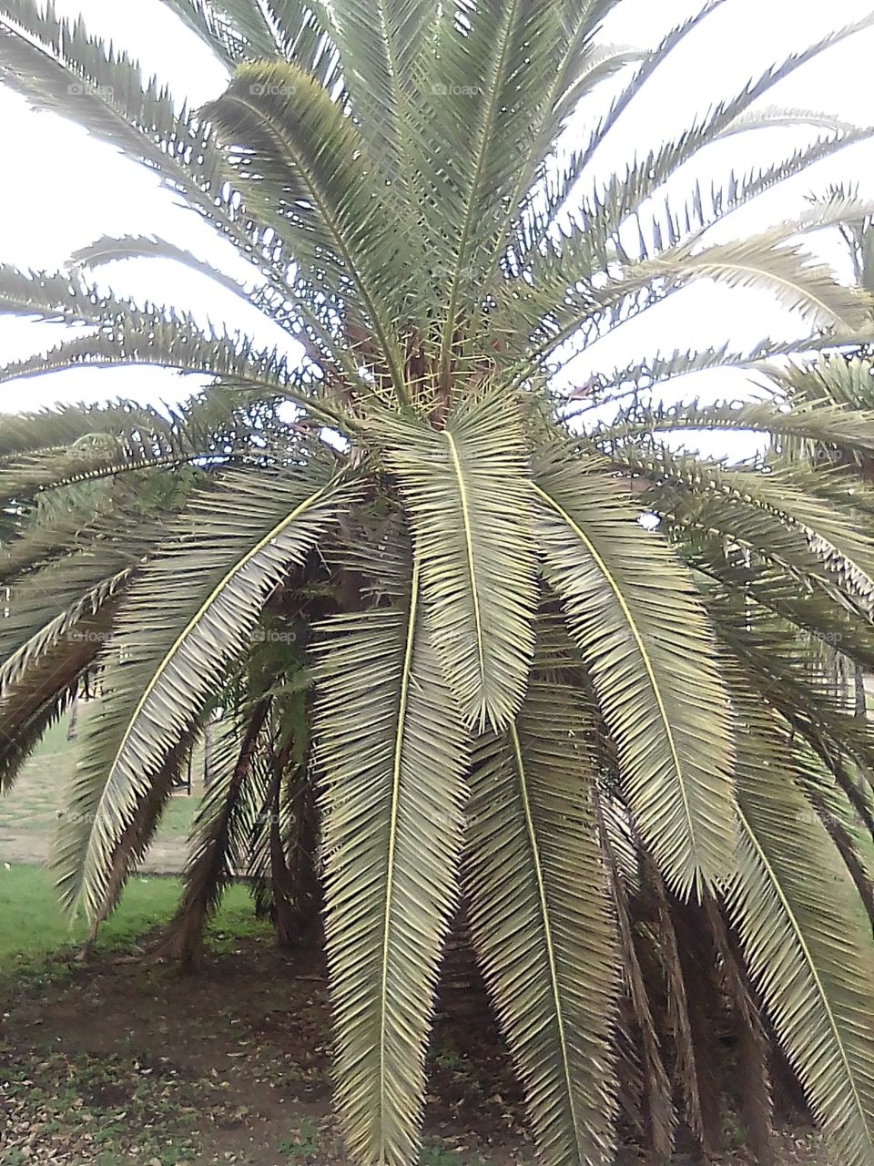 Palmera