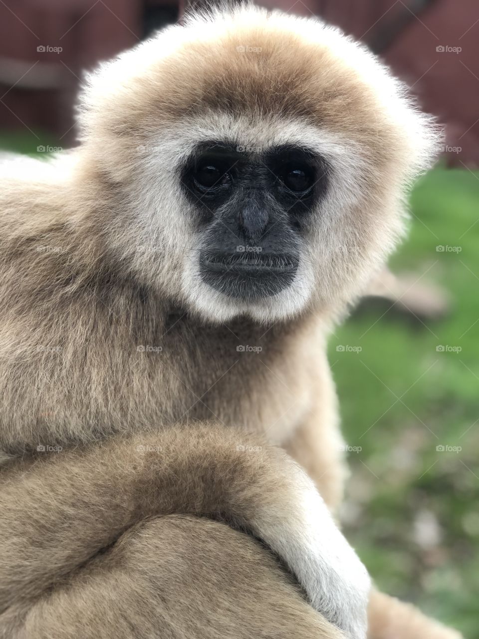 Gibbons are not monkeys. They are apes. 