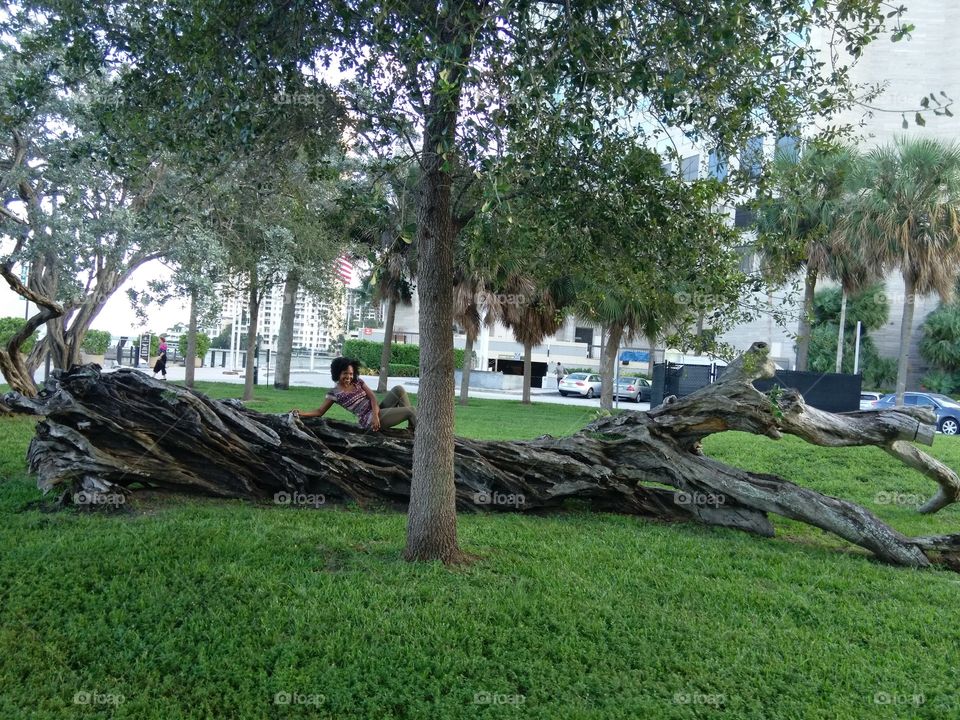 Miami fallen tree