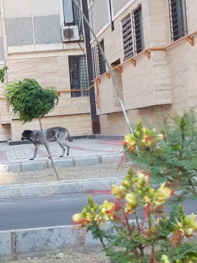 dog