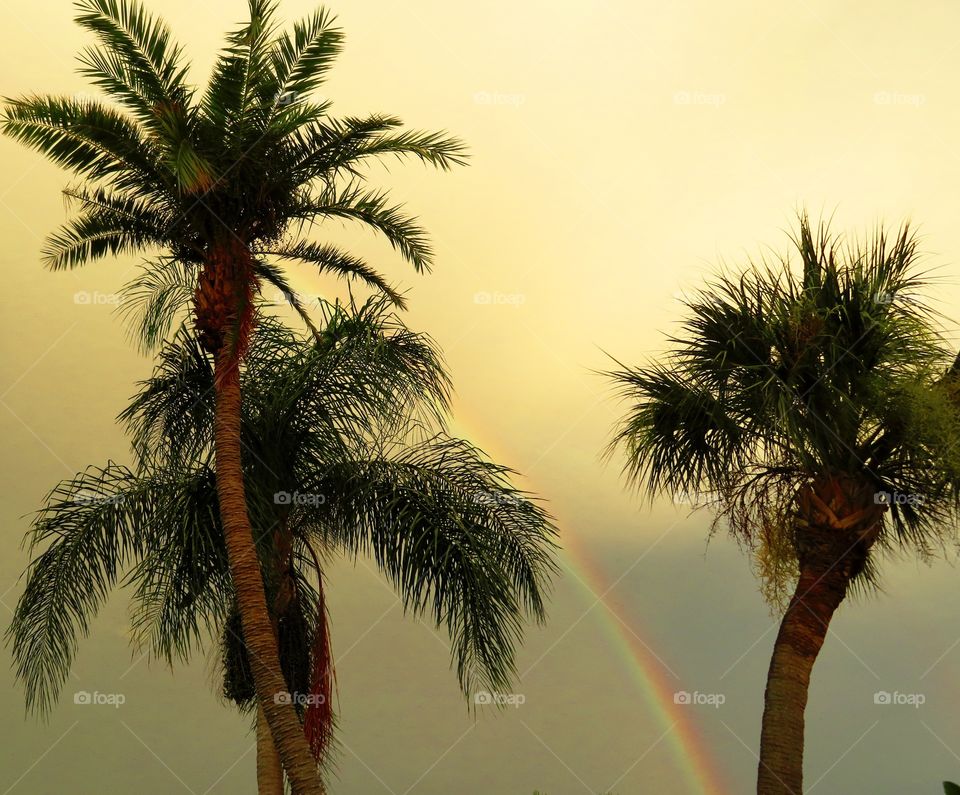 Three Palms and a 'bow