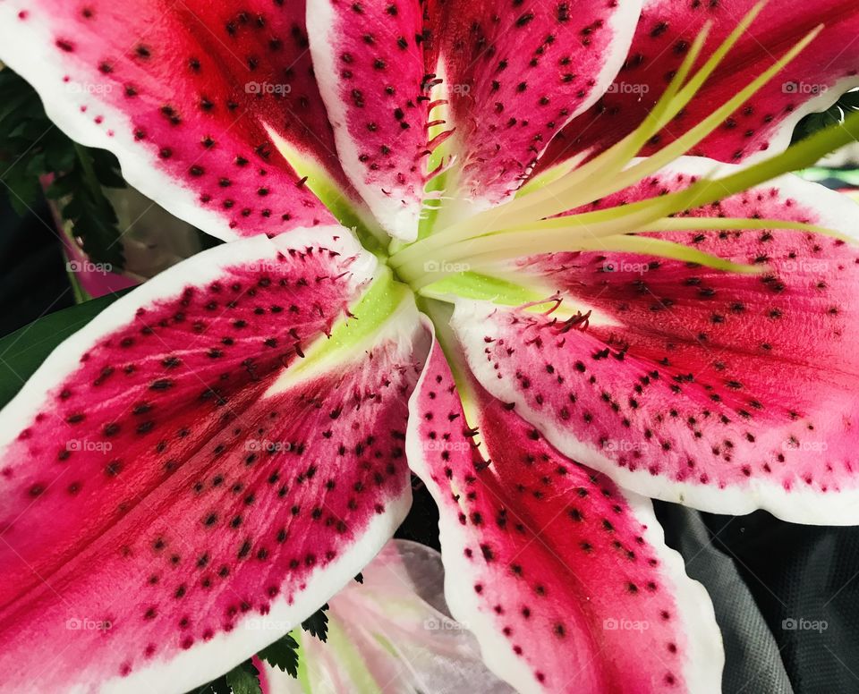 Gorgeous closeup photo of pink and white lily makes for a fun shot of this beautiful variety of flower! 