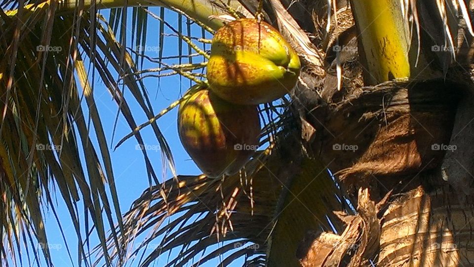 coconuts 