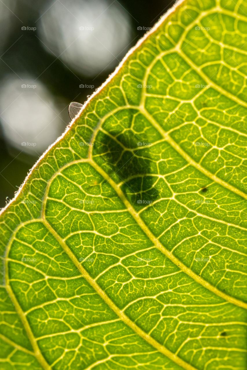 Macro leaf back lit