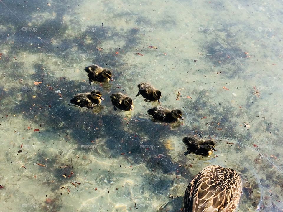 Baby ducks with their mom