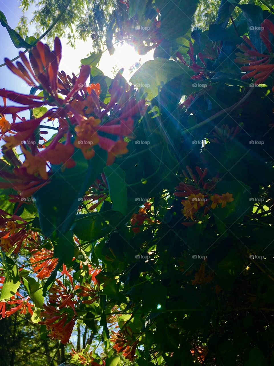 Honey suckle in the sun 