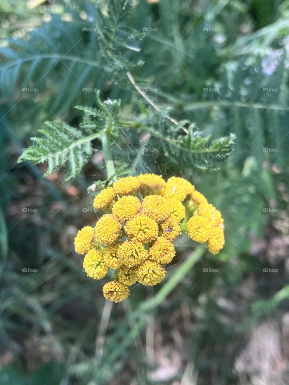 Yellow wild flower in meadow 