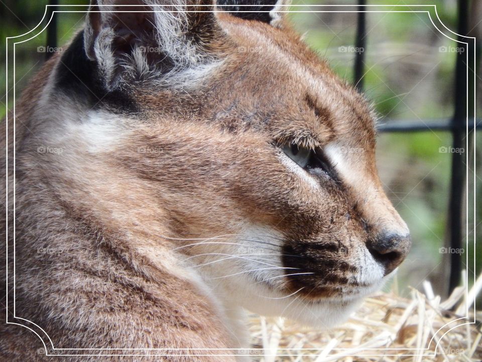 Lynx at National Zoo