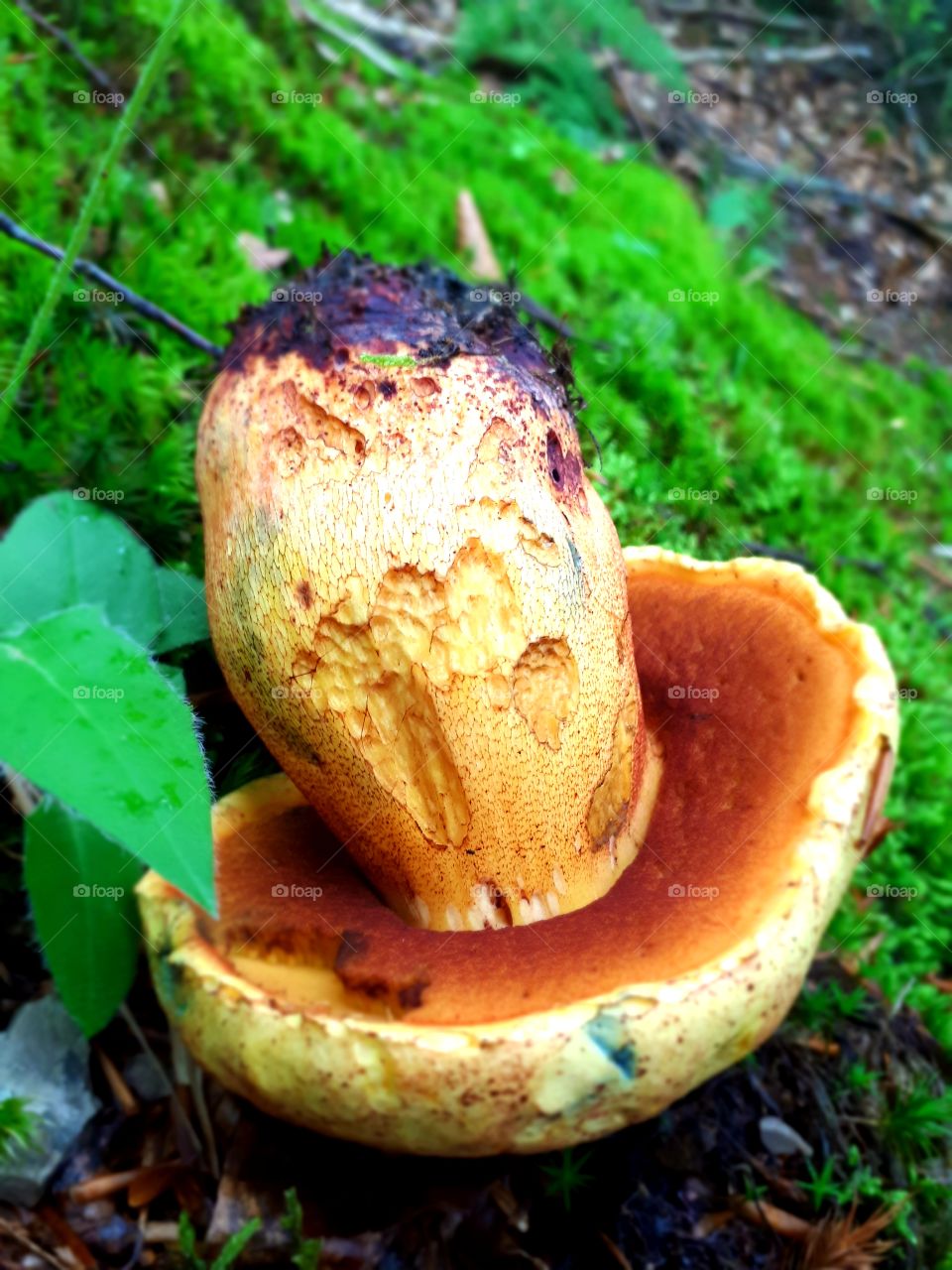 Ludara (Boletus satanas)