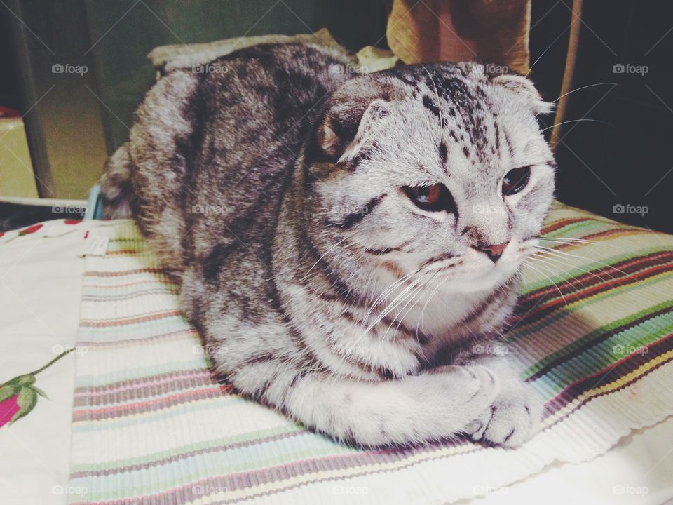 Funny Scottish fold kitten 