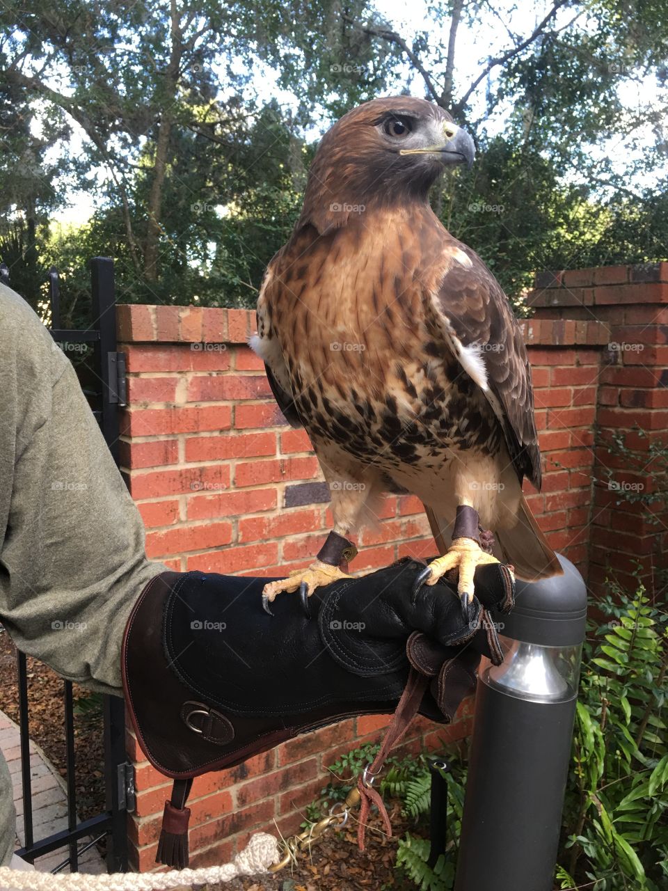 Raptor, Eagle, Wildlife, Outdoors, Bird