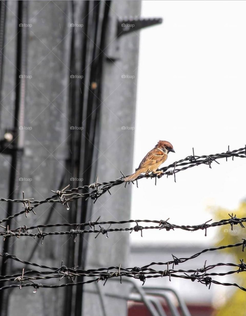 a bird standing on barbed wire